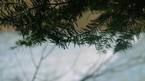 Mountain river out of focus, spruce branches in the foreground. The water is Stock Footage 280213651