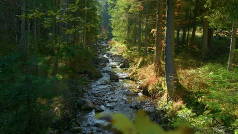 Mountain River Panning Left to Right Through Stones and Autumn Forest Stock Footage 320048501