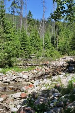 Mountain river Stock Photos