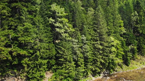 Mountain river in the picturesque mountains Stock Footage 118186518