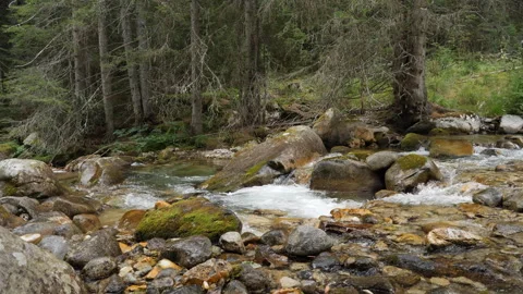 Mountain River in Pine Forest 4K Apple ProRes Stock Footage 251952087