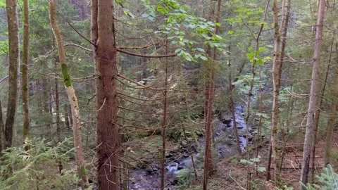 Mountain river in a pine forest Stock Footage 250225423