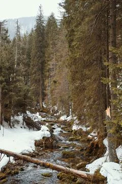 Mountain river in the pine forest Stock Photos