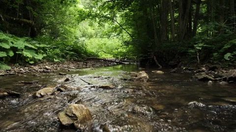 Mountain river with plants and tree logs at summer time Stock Footage 333561282