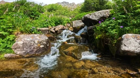 Mountain river on plants Stock Footage 282351448