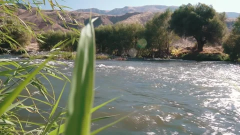 Mountain river quickly flows past the forest Stock Footage 249338130