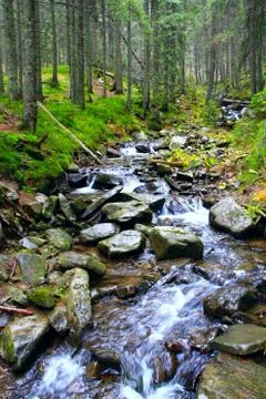 Mountain river with a rapid current. Stormy mountain river. Stock Photos