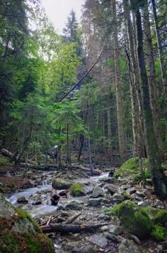Mountain river with a rapid flow in the forest in the region of the Caucasus  Foto stock