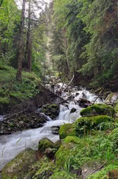 Mountain river with a rapid flow in the forest in the region of the Caucasus  Foto stock