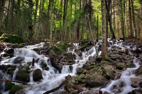 Mountain river with a rapid flow in the forest in the region of the Caucasus  Stock Photos