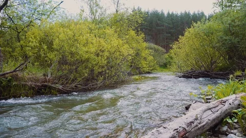 The mountain river is rapidly flowing towards the summer coniferous forest. Stock Footage 111570089