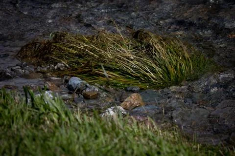 A mountain river with rock in it Stock Photos