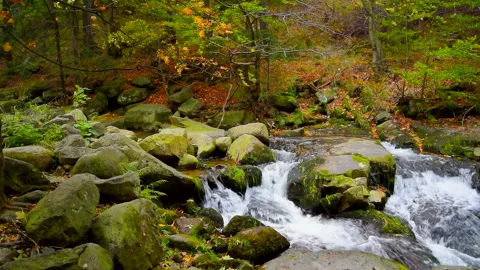 Mountain river with rocks in the forest, real time, zoom in, hd. ProRes 422 HQ. Stock Footage 234620046