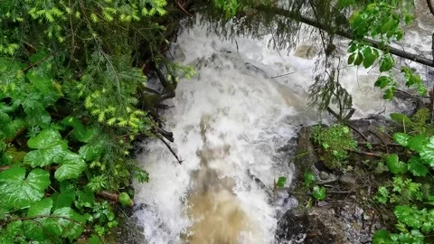 Mountain river running running through lush green forest Vídeos de archivo 329058541