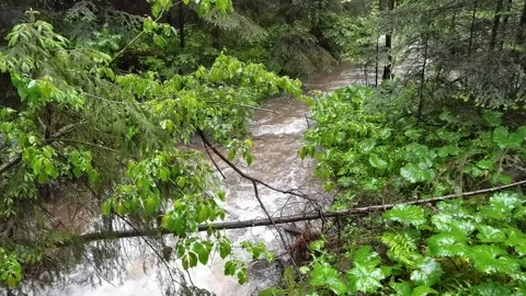 Mountain river running running through lush green forest Vídeos de archivo 329058565