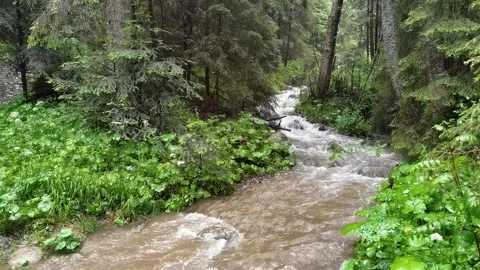 Mountain river running running through lush green forest Vídeos de archivo 329058596