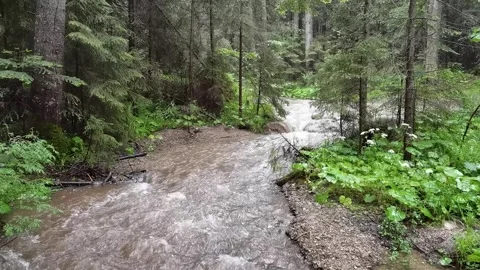Mountain river running running through lush green forest Vídeos de archivo 329058597