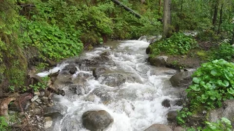 Mountain river running running through lush green forest Vídeos de archivo 329058735