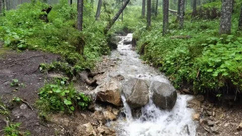 Mountain river running running through lush green forest Vídeos de archivo 329058917