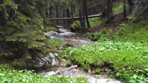 Mountain river running running through lush green forest Vídeos de archivo 329059080