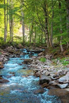 Mountain river runs through forest Foto stock