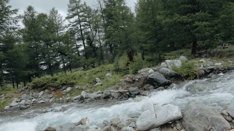 A mountain river rushes through the forest among trees and long grass Stock Footage 73349614
