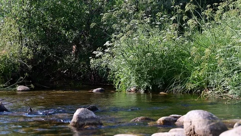 Mountain river Segovia. Spain Stock Footage 115444579