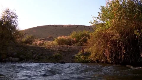 Mountain river, shepherd herding a herd of sheep in the mountains Stock Footage 98124691