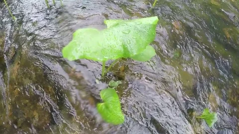 Mountain river slowmo Stock Footage 79684090