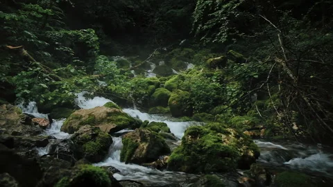 Mountain river spring with flows on rocks inside mysterious forest Stock Footage 259821894
