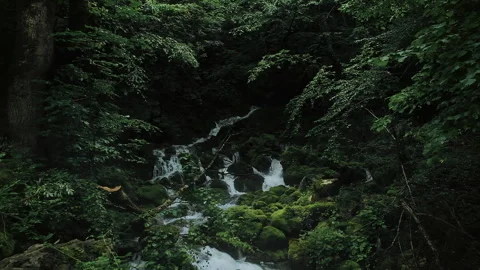 Mountain river spring with flows on rocks inside mysterious forest Stock-Footage 259821990