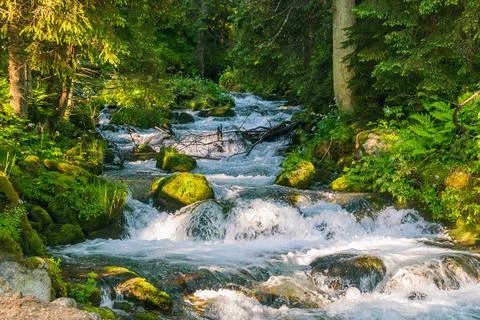 Mountain river in a spruce forest at dawn. Beautiful natural landscape Stock Photos