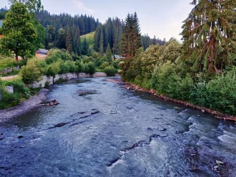 Mountain river on spruce trees background Stock Photos