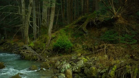 Mountain river with stones and dense forest Stock Footage 84970989