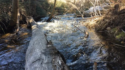 Mountain River Stream with Fallen Tree in Foreground Stock Footage 118780185