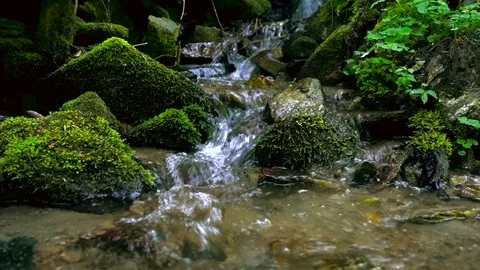 Mountain river - stream flowing through thick green forest, Bistriski Vintgar Stock Footage 90467692