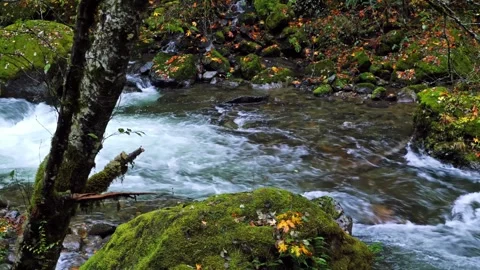Mountain River Stream Flowing Through Autumn Forest in Mount Rainier National Pa Video stock 332142796