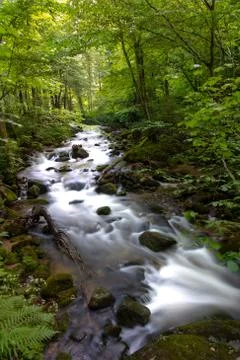 Mountain river - stream flowing through thick green forest, Bistriski Vintgar Stock Photos