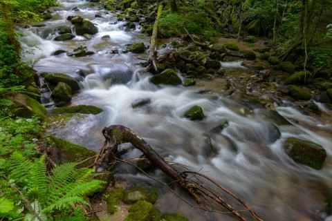 Mountain river - stream flowing through thick green forest, Bistriski Vintgar Stock Photos