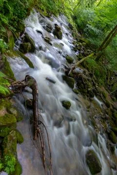 Mountain river - stream flowing through thick green forest, Bistriski Vintgar Stock Photos
