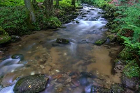 Mountain river - stream flowing through thick green forest, Bistriski Vintgar Stock Photos