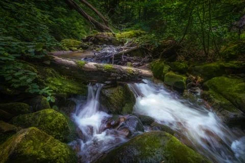 Mountain river - stream flowing through thick green forest, Bistriski Vintgar Stock Photos