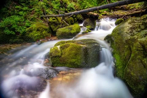 Mountain river - stream flowing through thick green forest, Bistriski Vintgar Stock Photos