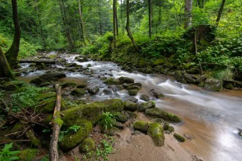 Mountain river - stream flowing through thick green forest, Bistriski Vintgar Stock Photos