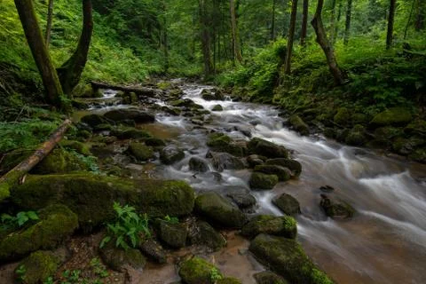 Mountain river - stream flowing through thick green forest, Bistriski Vintgar Stock Photos