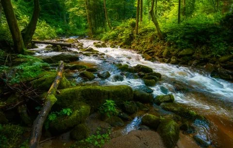 Mountain river - stream flowing through thick green forest, Bistriski Vintgar Stock Photos