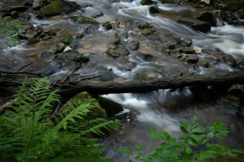 Mountain river - stream flowing through thick green forest, Bistriski Vintgar Stock Photos