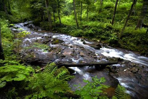 Mountain river - stream flowing through thick green forest, Bistriski Vintgar Stock Photos