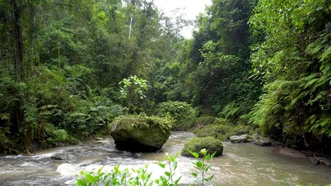 Mountain river stream with flowing water in rainforest. Stock Footage 89484618