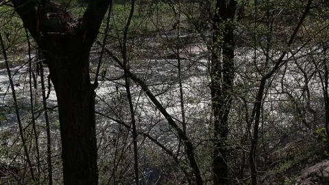 Mountain River Stream In The Forest, Stock Footage 107126223